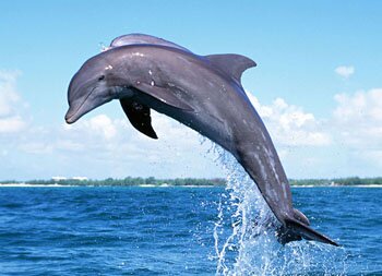 Andhra pradesh state symbols,dolphins,timingalam,dolphin,dolphins photos,dolphins in andhrapradesh,ndhrapradesh,dolphins pics