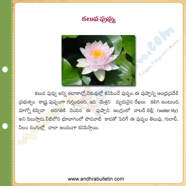 Ap Sybloles,Kaluva,Kaluva puvvu,water lily,water lily photos,water lily flowers,andhrapradesh,water lily pics