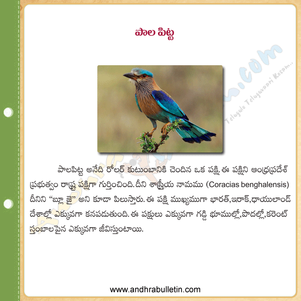 Andhra pradesh state symbols,paala pitta,Blue jay,paalapitta,Blue jay photos,Blue jay in andhrapradesh,andhrapradesh,Blue jay pics