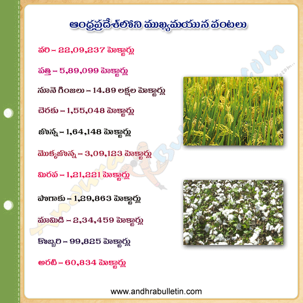 agricultural crops in andhra pradesh,main agricultural crops in andhra pradesh,agricultural crops in andhra pradesh list,pradhana pantalu,vari,pratti,mokkajonna,cheraku,pogaku,veru senga,minumu,jonna